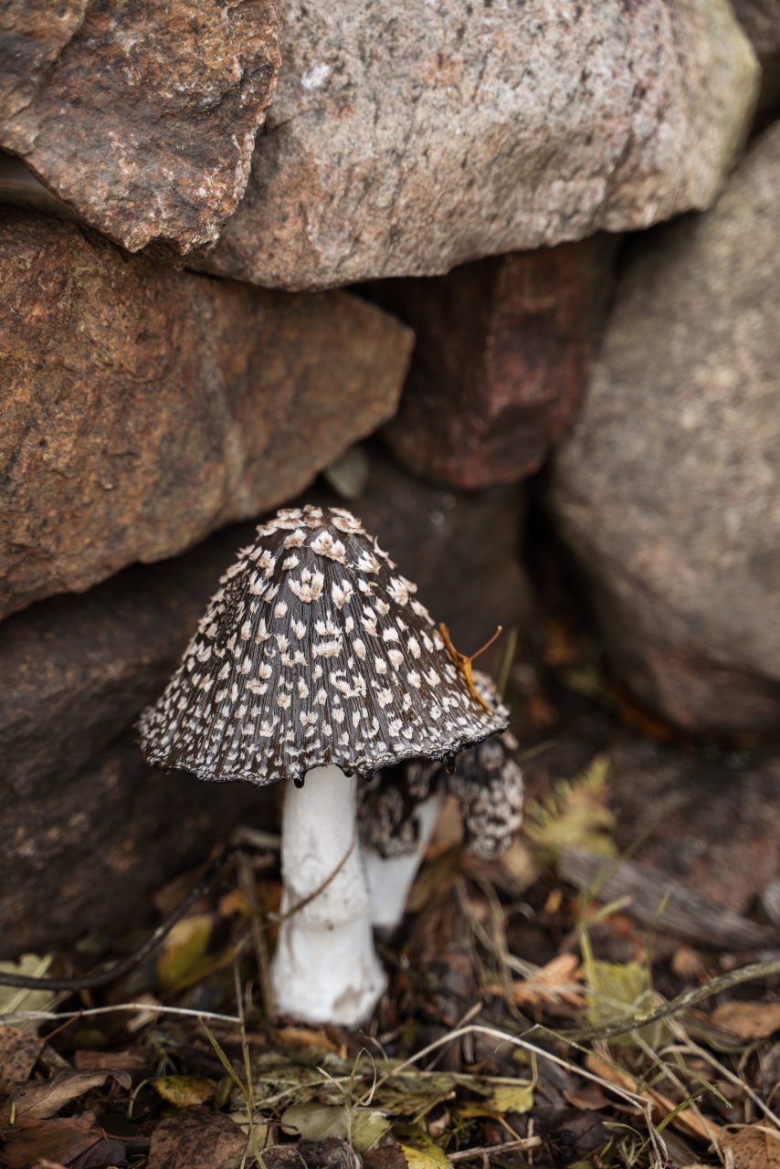 Svamp bland stenarna i skogen vid The Lodge