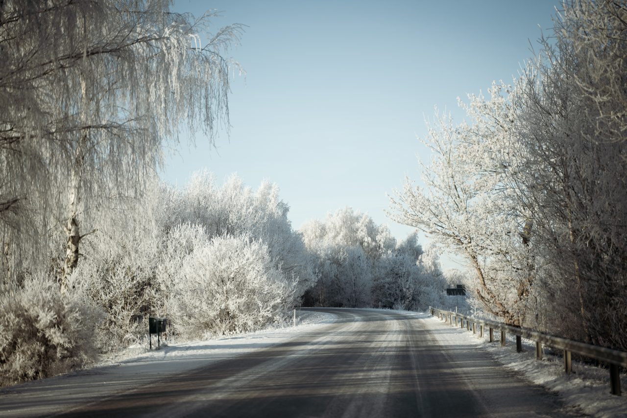 Frostiga träd längs vägen till The Lodge en vintermorgon