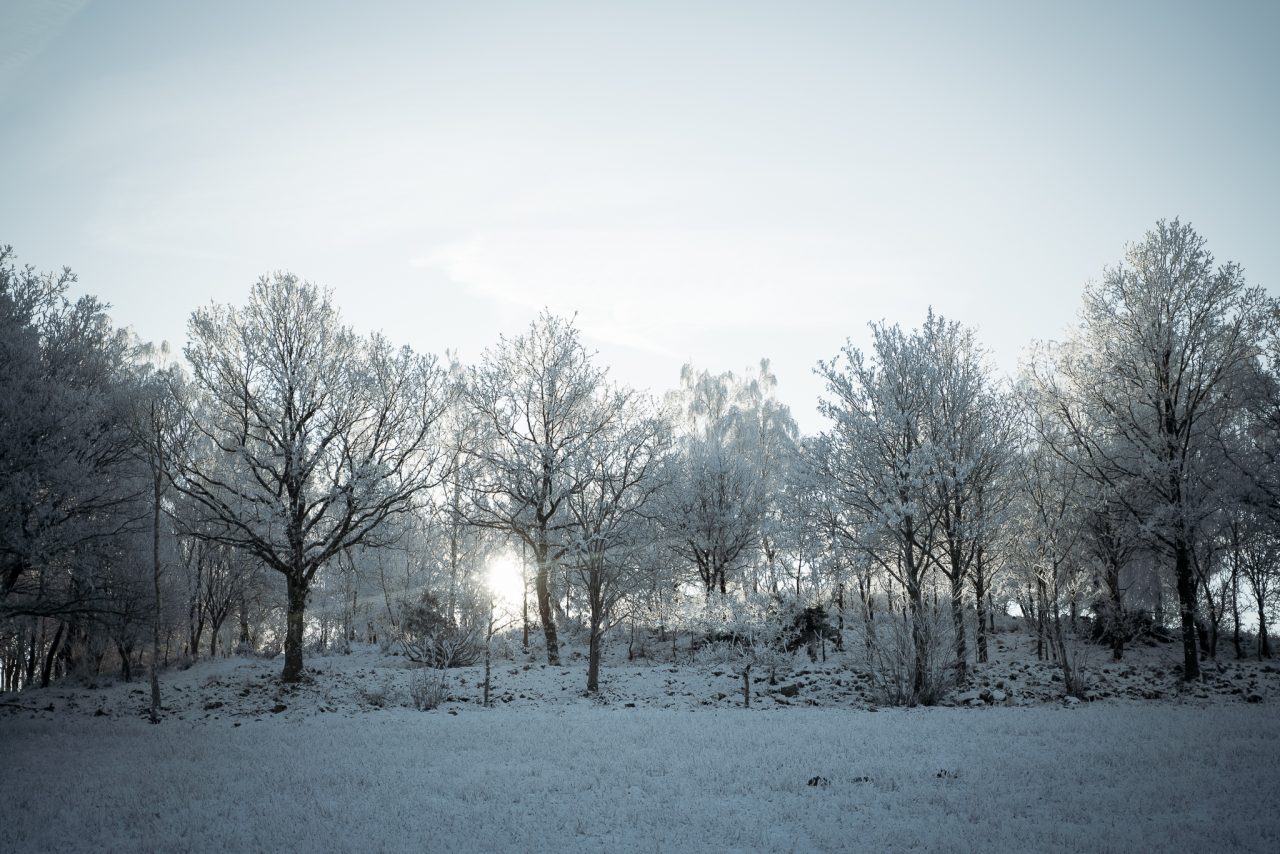 Rimfrostiga träd i vinterlandskapet vid The Lodge